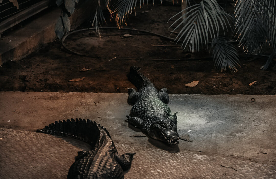 Florida Alligators | DREAMPORT DESIGN